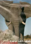 L'éléphant : mythes et réalités